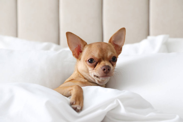 Cute Chihuahua dog under blanket at home - Foto, imagen