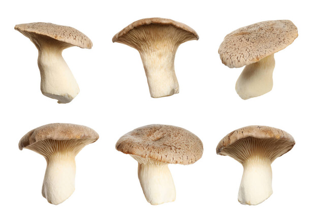 Set of fresh king oyster mushrooms on white background - Photo, image