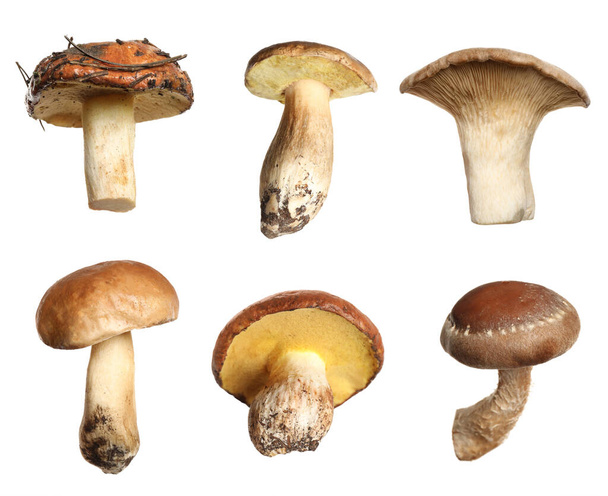 Set of different fresh mushrooms on white background - Fotografie, Obrázek