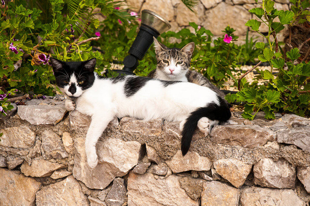 Deux chats détendus dans la Villa Comunale à Taormina qui était une noble anglaise nommée Florence Trevelyan-Cacciola jardin privé. Il a été offert à la ville à sa mort et est maintenant l'un des plus beaux parcs avec sa plantation de jardin exotique - Photo, image