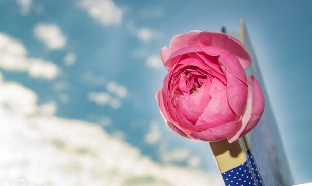 Κοντινό πλάνο ενός όμορφου ροζ τριαντάφυλλου σε ένα κλειστό βιβλίο, ενάντια στον ουρανό, την έννοια της νεότητας, της μάθησης, της αγάπης, της φοιτητικής ζωής. - Φωτογραφία, εικόνα