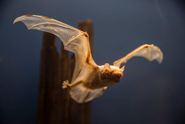 Taxidermia murciélago montar espécimen volando. Longitud completa.   - Foto, Imagen