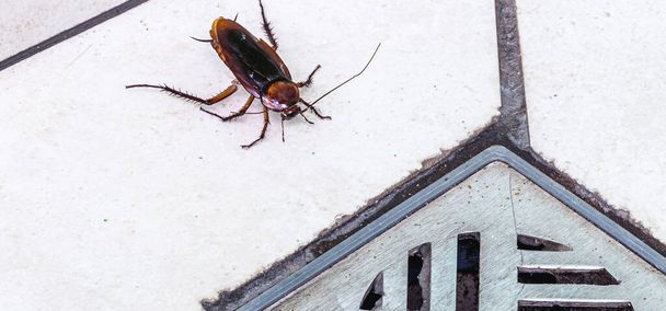 ゴキブリが汚れた浴室の排水口に入ります。衛生不良、自宅での害虫や昆虫の問題 - 写真・画像