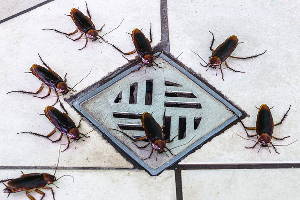 ゴキブリが汚れた浴室の排水口に入ります。衛生不良、自宅での害虫や昆虫の問題 - 写真・画像