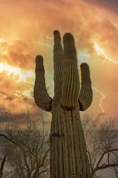 Saguaro in un caldo tramonto di Scottsdale in una tempesta di fulmini - Foto, immagini