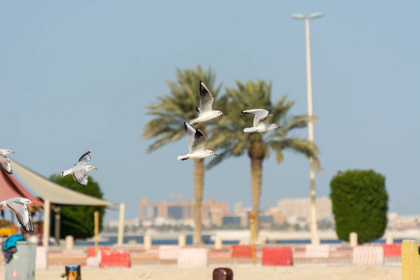 Seagulls flying at the Corniche coastal park with palm tree in Dammam, Kingdom of Saudi Arabia - Photo, Image
