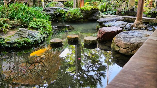 Göletli ve sazan balıklı Japon bahçesi. - Fotoğraf, Görsel