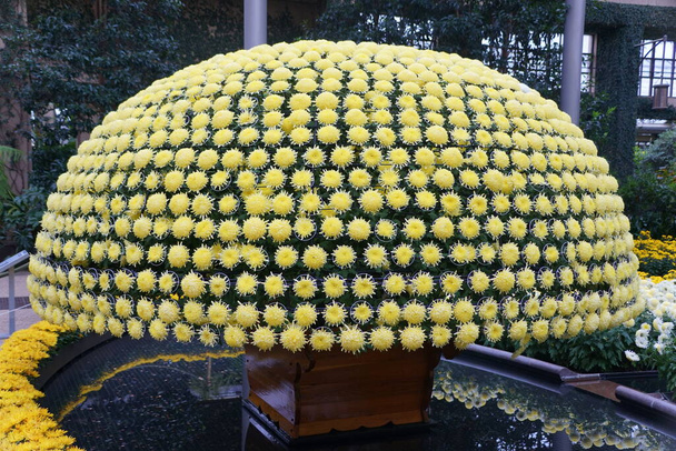 Tuhannet keltaiset krysanteemin kukat järjestetty sateenvarjon muotoon - Valokuva, kuva