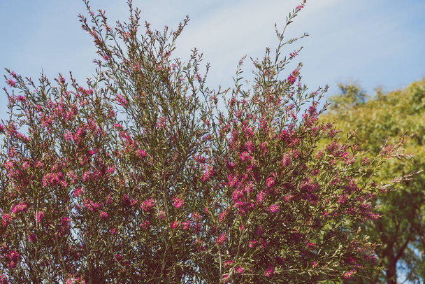 native Australian pink bottlebrush callistemon tree outdoor in sunny backyard shot at shallow depth of field - Photo, image
