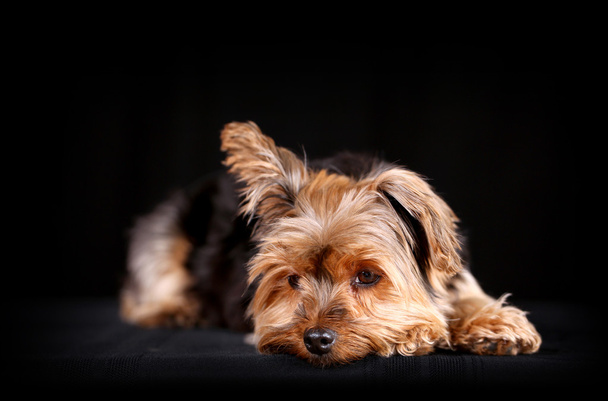 Yorkie pes - Fotografie, Obrázek