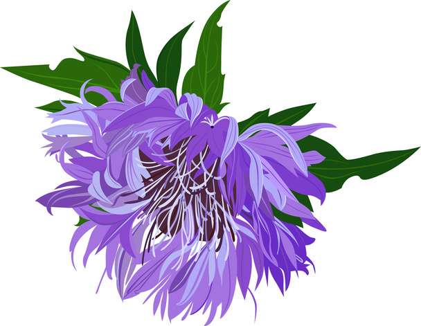 Thistle flower - Vector, Image