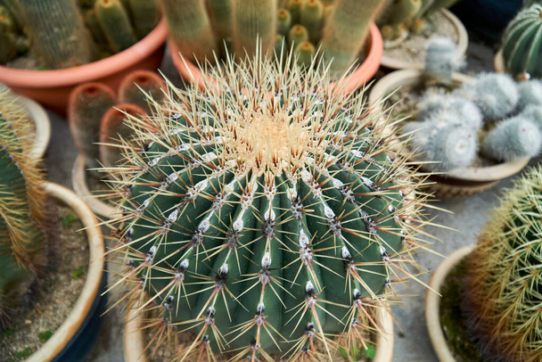 Вид на красивый кактус в кастрюле на ферме кактусов - Фото, изображение