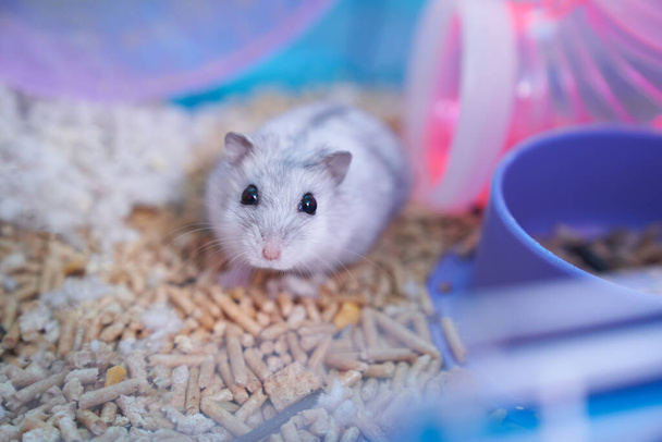 Hamster dzungien dans une cage multicolore avec une roue - Photo, image