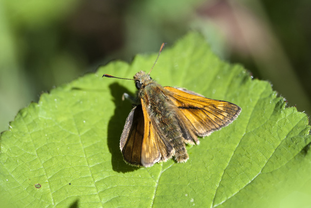 Large skipper butterfly - Photo, Image