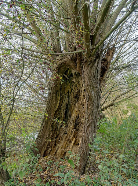 Un albero marcio in decomposizione nel bosco con un tronco scavato - Foto, immagini