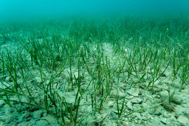 Seagrass from on the sand bottom of the Adriatic Sea in Brijuni National Park, Croatia - Photo, Image