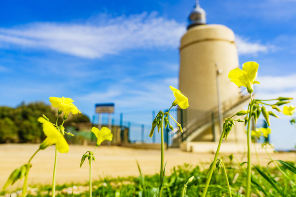 Spring yellow flowers and Carbonera lighthouse on Punta Mala, La Alcaidesa, Spain. Lantern overlooks the Strait of Gibraltar. Focus on plant. - Фото, зображення
