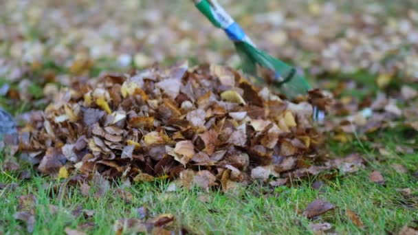 Ρέικ με πεσμένα φύλλα το φθινόπωρο. Κηπουρική την φθινοπωρινή περίοδο. Καθαρισμός γκαζόν από φύλλα. Φθινοπωρινή εργασία στον κήπο. από κοντινή απόσταση. 4k Αργή κίνηση πλάνα - Πλάνα, βίντεο