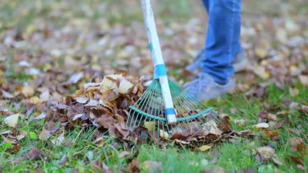 Gereblye lehullott levelekkel ősszel. Kertészkedés őszi szezonban. Gyepet takarítok a levelekről. Őszi munka a kertben. Közelről. 4k Lassú mozgású felvételek - Felvétel, videó