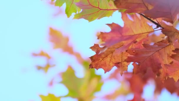 Eiken tak met sinaasappelbladeren in het bos in de herfst. Natuur achtergrond koud seizoen. Van dichtbij gezien. Slow motion beelden. Opgenomen video. - Video