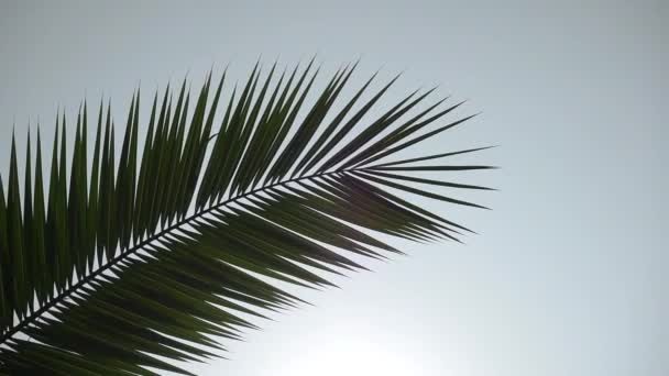 Palmtak tegen de achtergrond van de zonnige hemel. Tropische zomerse achtergrond. Tropische planten en bomen - Video