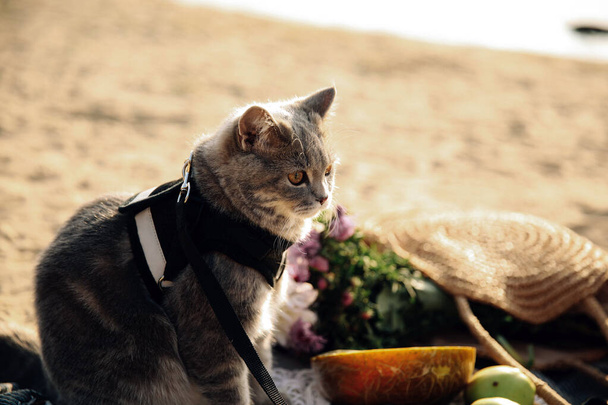Cat On The Beach on a picnic - Photo, Image