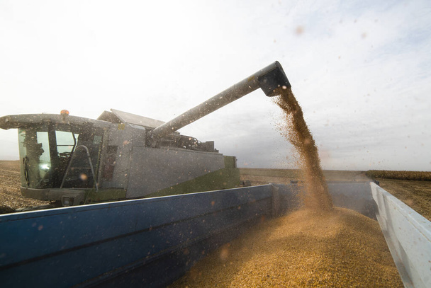Getreideschnecke des Mähdreschers schüttet Mais in Traktoranhänger - Foto, Bild