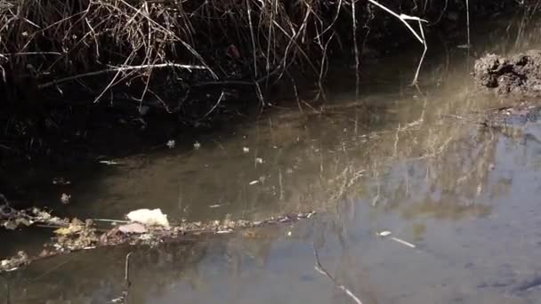 The water in the canal flowed, bringing the leaves together and slowly circling. - Footage, Video