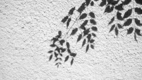 Efecto de superposición de sombras. Sombras borrosas de plantas y hojas de árboles en una pared blanca y limpia. - Metraje, vídeo