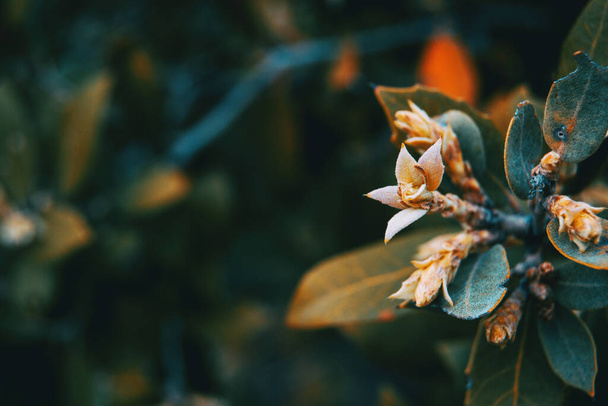Primo piano di un piccolo fiore di eleagnus su un mazzo in natura - Foto, immagini