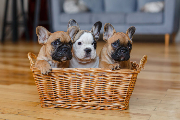 Chiots français du groupe bulldog assis dans un panier - Photo, image