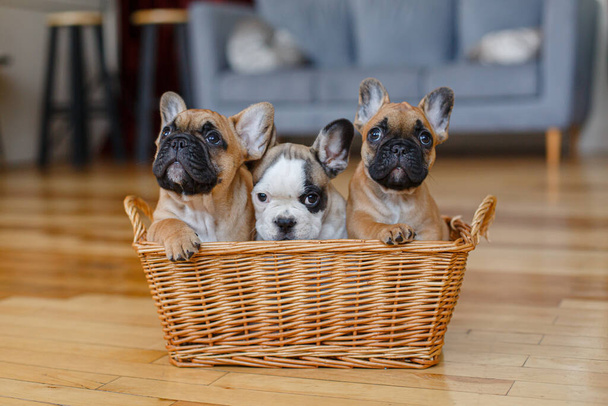 Cuccioli di gruppo bulldog francesi seduti in un cesto - Foto, immagini