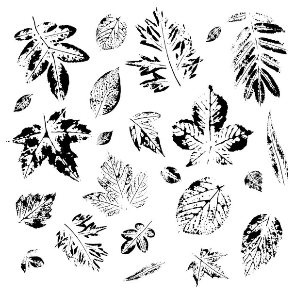 Postcard with leaves prints. The leaves of the trees. - Vector, Image