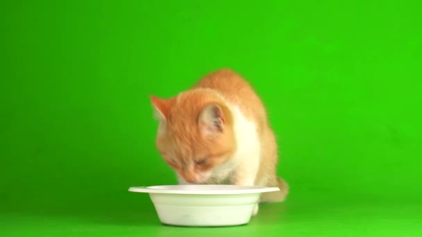 Czerwony kot kotek na zielonym tle ekranu. - Materiał filmowy, wideo