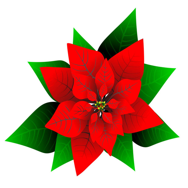 Isolated clipart, Christmas flower poinsettia. Vector. Art & Illustration. - Vector, Image