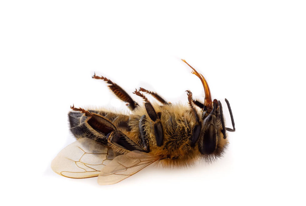 白い背景に死んだミツバチのマクロなクローズアップ - 写真・画像