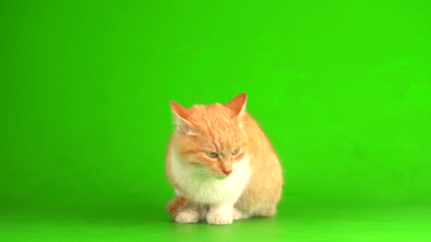 Czerwony kot kotek na zielonym tle ekranu. - Materiał filmowy, wideo