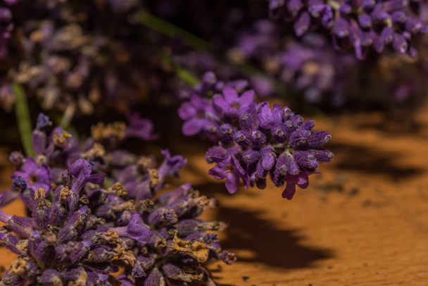 fresh lavender flowers in spring collected in the nature - Photo, Image