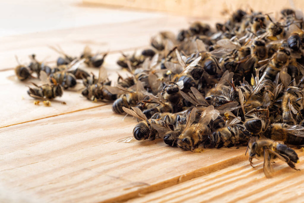 Kuolleita mehiläisiä keskellä pesää. Mehiläisten kuolema. Mehiläisten joukkomyrkytys - Valokuva, kuva