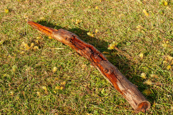 um ramo de redução de uma árvore com dano de besouro de casca apodrecendo em um prado - Foto, Imagem