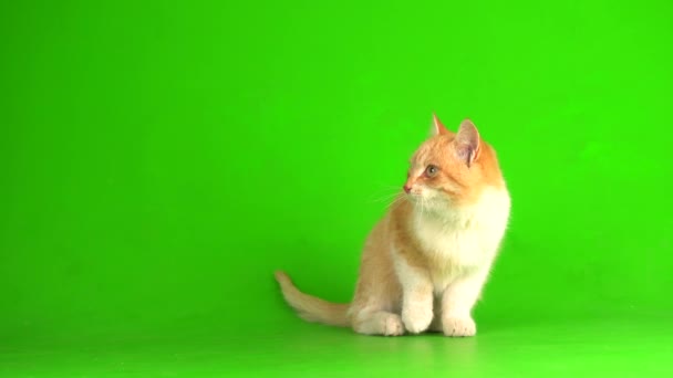 Červená kočka kotě na zeleném pozadí obrazovky. - Záběry, video