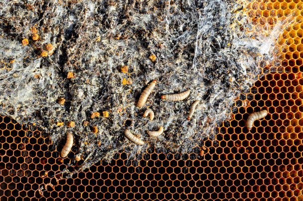 Larvas de polilla de cera en un nido de abejas infectadas. La familia de las abejas está enferma con una polilla de cera. Terrible marco de cera de abeja comido por parásitos - Foto, Imagen
