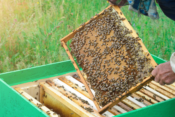 A méhész a méhlárvákkal nézi át a mézelő fésűt. Méhészet. Méhészet. - Fotó, kép