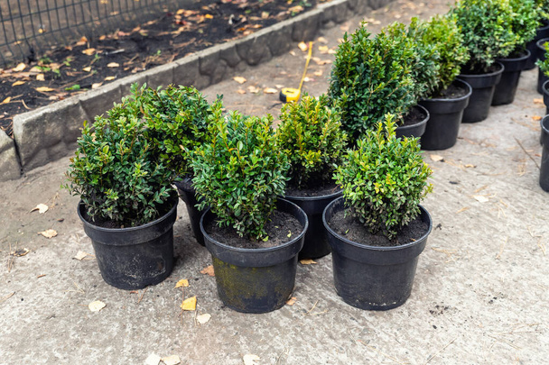 Taze yeşil buxus boxus boxwood çalıları ile birçok küçük plastik tencereler ev yolu boyunca süs bahçesinde dikmek için hazırlandı. Mevsimlik bitki nakli. Kürek kazma arka planı olan bahçıvan. - Fotoğraf, Görsel