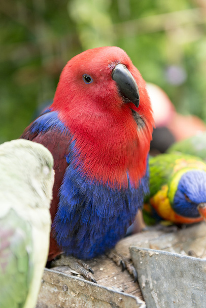 Красно-голубой попугай
 - Фото, изображение