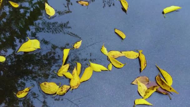 Měkké a selektivní zaměření žlutých podzimních listů ležících v kaluži na asfaltu a odraz větví stromů v něm. podzimní počasí pozadí, pohled na podzim listí - Záběry, video