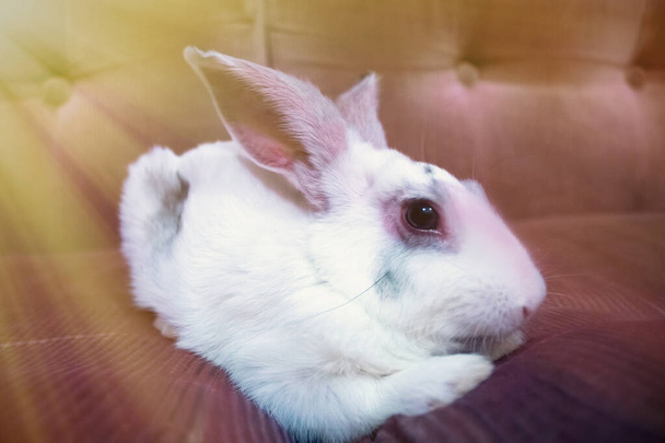 Sevimli beyaz bir tavşan kanepede dinleniyor. - Fotoğraf, Görsel