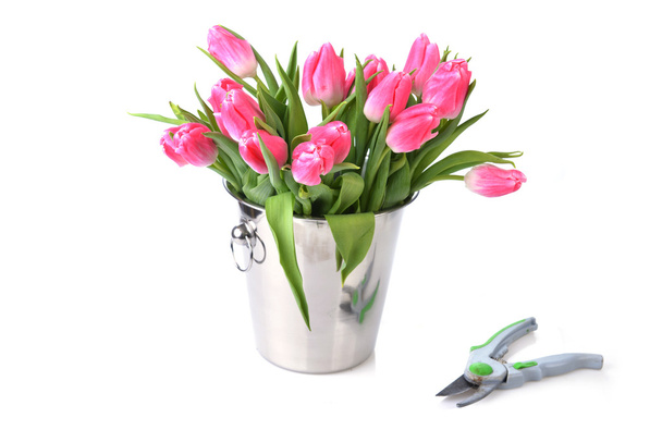 Pink tulips - Foto, afbeelding