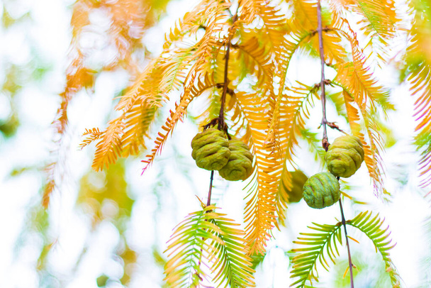 Árbol de metasequoia glyptostroboides, primer plano del árbol de otoño y otoño en Tsinandali, Kakheti, Georgia - Foto, Imagen