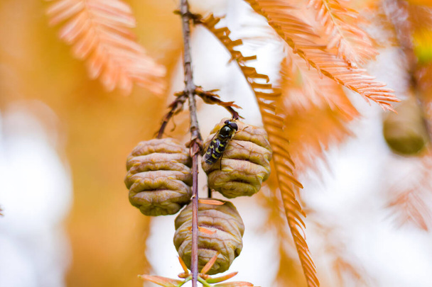 Drzewo Metasequoia glyptostroboides, jesień i jesień zbliżenie drzewa w Tsinandali, Kacheti, Gruzja - Zdjęcie, obraz